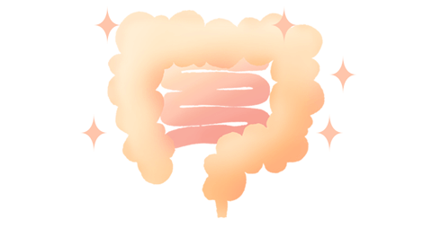正常な腸内環境のイメージ図